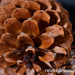 Are These 10 Natural Occurrences Examples of the Fibonacci Sequence