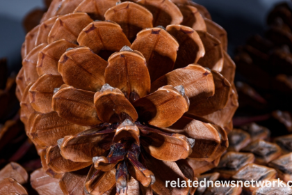 Are These 10 Natural Occurrences Examples of the Fibonacci Sequence