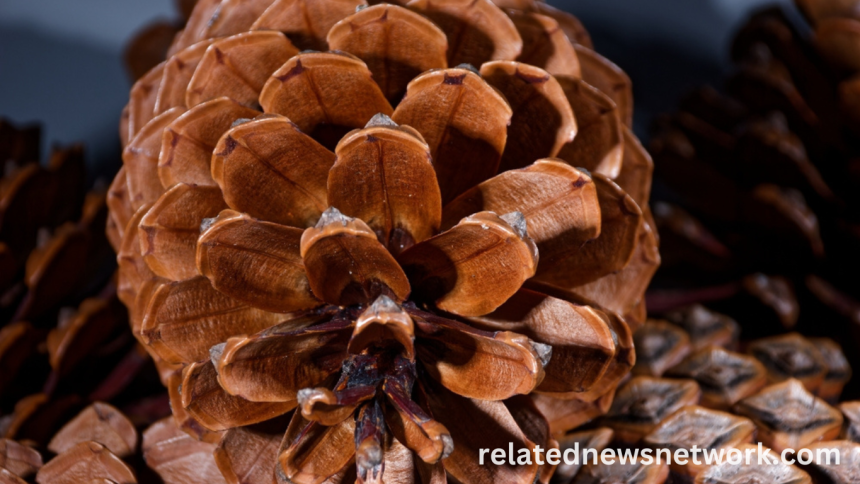 Are These 10 Natural Occurrences Examples of the Fibonacci Sequence
