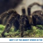 Meet 5 of the Biggest Spiders in the World