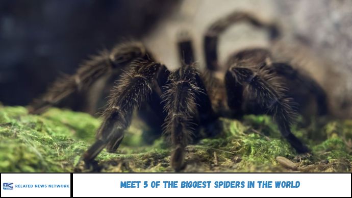 Meet 5 of the Biggest Spiders in the World