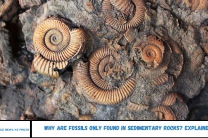 Why Are Fossils Only Found in Sedimentary Rocks? Explained