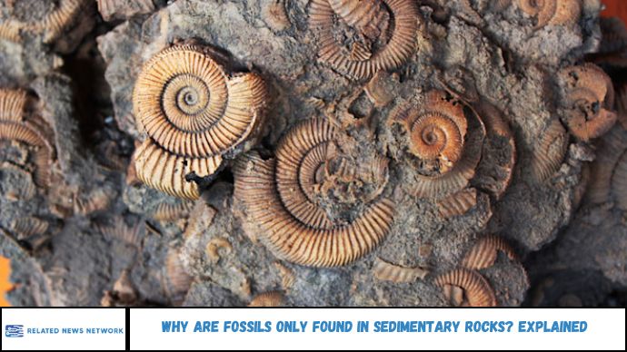 Why Are Fossils Only Found in Sedimentary Rocks? Explained