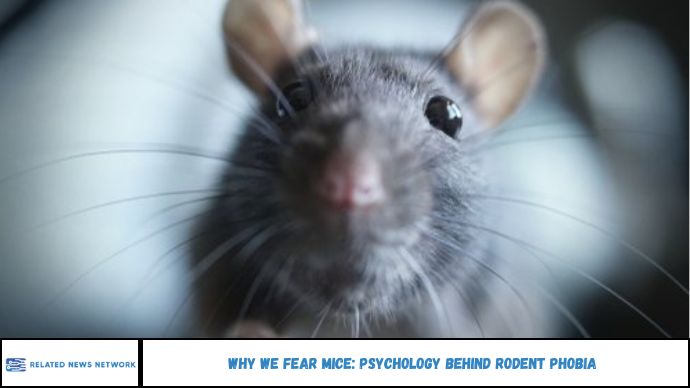 Why We Fear Mice: Psychology Behind Rodent Phobia