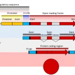 RNA Therapeutics