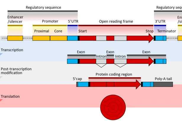 RNA Therapeutics