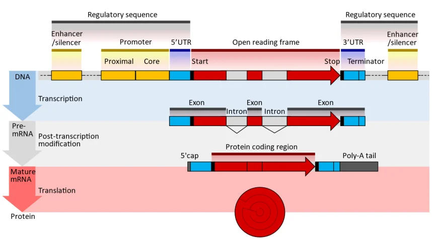 RNA Therapeutics