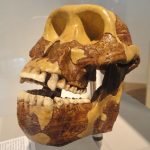 An early human ancestor skull in a museum display