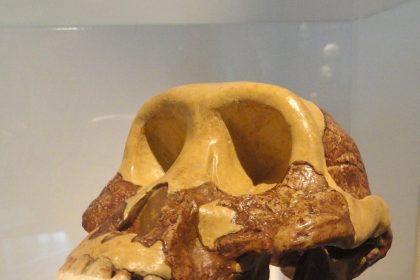 An early human ancestor skull in a museum display