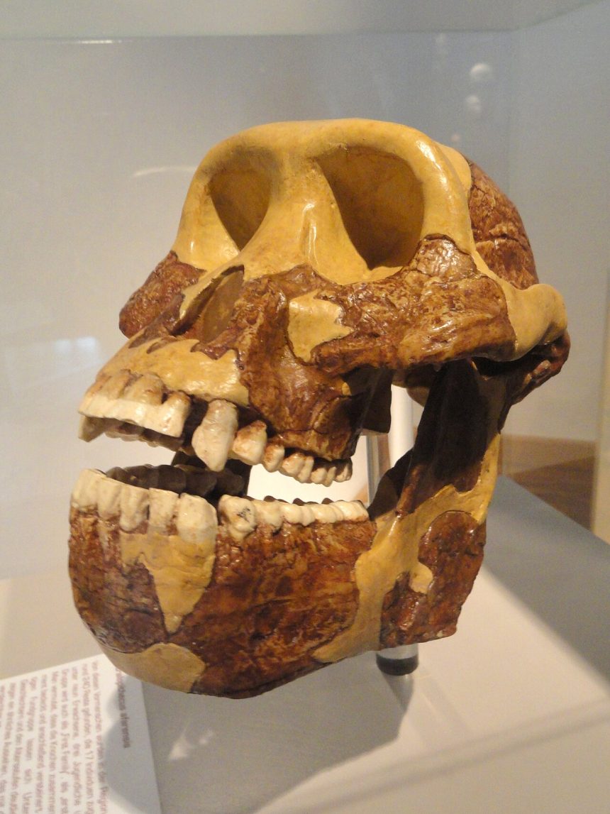 An early human ancestor skull in a museum display