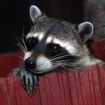 A raccoon looking directly at the camera
