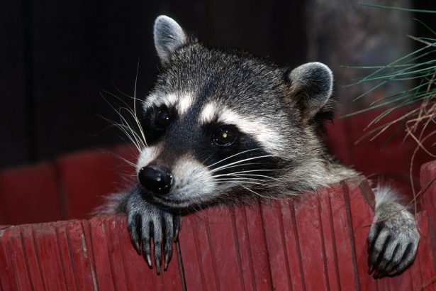 A raccoon looking directly at the camera