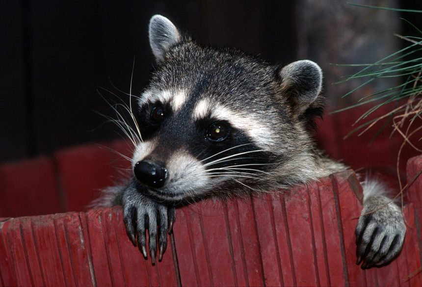 A raccoon looking directly at the camera