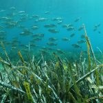 Sunlight filtering through a green seagrass meadow under clear water