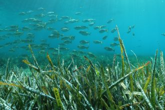 Sunlight filtering through a green seagrass meadow under clear water