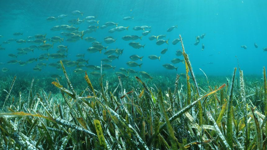 Sunlight filtering through a green seagrass meadow under clear water